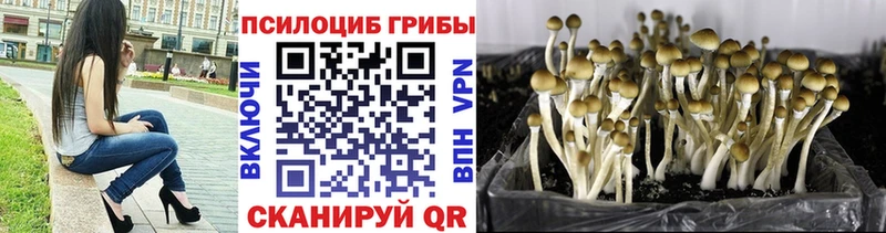 Купить где  Михайловск  Псилоцибиновые грибы прущие грибы 